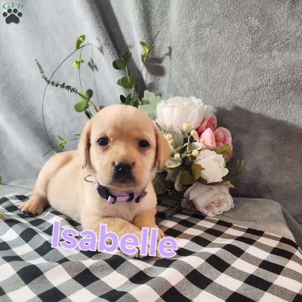 Isabelle, Fox Red Labrador Retriever Puppy
